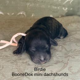 Birdie - Brindle female Dachshund puppy in Lexington, Oklahoma from BooneDox Miniature Dachshunds