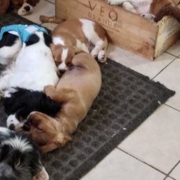 Cavalier King Charles Spaniel Puppies from Muddy Paws Cavaliers