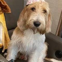 English Springer Spaniels and Grand Basset Griffon Vendeens from Crossroad Springers