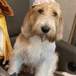 English Springer Spaniels and Grand Basset Griffon Vendeens from Crossroad Springers