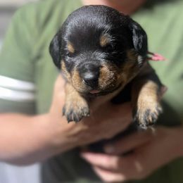Girl 4 - female Rottweiler puppy in Buskirk, New York from Misjef Rottweilers