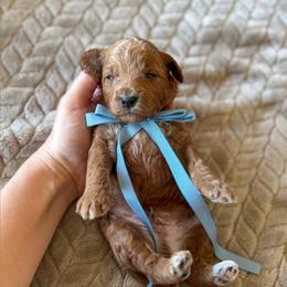 Chip - Red  male Goldendoodle puppy in New Harmony, Indiana from Cottonwood Farms
