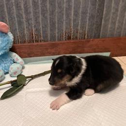 Collie Puppies from A/K Rough Collies