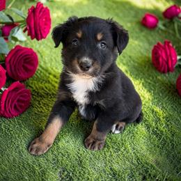 Jett FullTail - Black tri-color male Australian Shepherd puppy in Statesville, North Carolina from Charming Australian Shepherds
