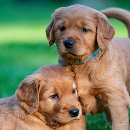 Golden Retrievers from Nelson Retrievers