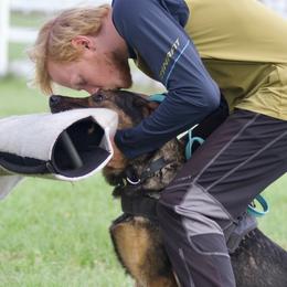 German Shepherds from RoyalWork K9