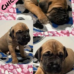 Chickpea - Fawn female Great Dane puppy in Wellsville, New York from Prophecy Danes
