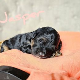 Bernedoodle Puppies from Whispering Aspen Homestead