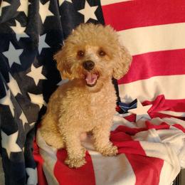 Izzi-Bella - Poodle