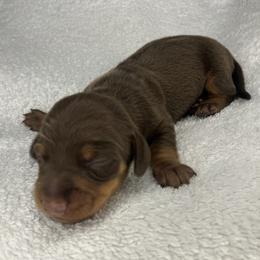 Fred - Chocolate and tan male Dachshund puppy in Mocksville, North Carolina from The Dachs of Hazzard Dachshunds