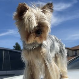 Yorkshire Terriers from Luxe Yorkies of Central Valley