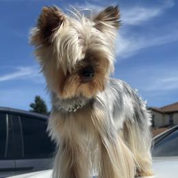 Yorkshire Terriers from Luxe Yorkies of Central Valley