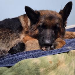 Lantern - Black and red male German Shepherd puppy in Columbus, Indiana from Stony Lonesome GSD