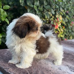 Boy3 - Red and white male Shih Tzu puppy in Covina, California from Shih_doodle_Co