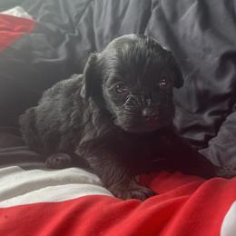 Luna - Black female Cockapoo puppy in Mayville, Michigan from Kathy Maize