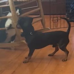 Dachshunds from PawHaus Longdogs