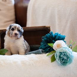 Australian Shepherd and German Shepherd Puppies from Trademark Kennels