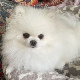 Pomeranian Puppies from Sparkle Plenty Poms