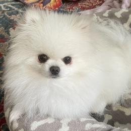 Pomeranian Puppies from Sparkle Plenty Poms
