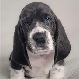 Shadow - Blue and white male Basset Hound puppy in Surprise, Arizona from Howlin Hounds