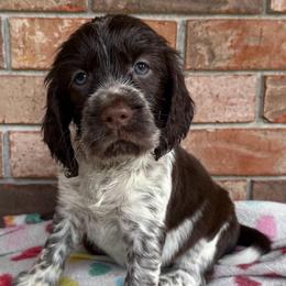 Arctic - Liver white and roan female English Springer Spaniel puppy in Pensacola, Florida from LeichtHouse Kennel