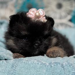 Faye - Black and tan female Pomeranian puppy in Newport Beach, California from Exotic City Pomeranians and chihuahuas