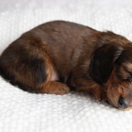 Dachshund Puppies from MyGaDachs