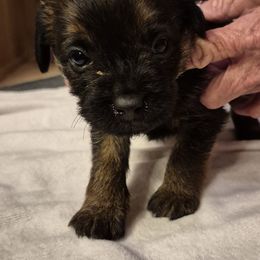 Girl 1 - female Border Terrier puppy in Mayer, Arizona from Stonehouse Border Terriers and Basset Fauve de Bretagne