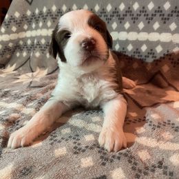 Girl 1 Mossberg - Aussiedoodle puppy in Washington County, Tennessee from Southern Roots Kennel