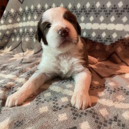 Girl 1 Mossberg - Aussiedoodle puppy in Washington County, Tennessee from Southern Roots Kennel