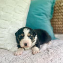 Milka - Red tri-color female Australian Shepherd puppy in Kentland, Indiana from Pine Grove Aussies