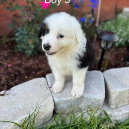 Boy 5 - Black tri-color Australian Shepherd puppy in Dothan, Alabama from Aussie Paws Trailblazers
