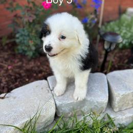 Boy 5 - Black tri-color Australian Shepherd puppy in Dothan, Alabama from Aussie Paws Trailblazers