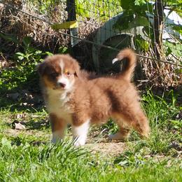 Stag - Red tri-color male Australian Shepherd puppy in Cape Girardeau, Missouri from Promise Keeper Kennel
