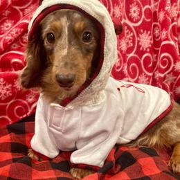Journey - Dachshund