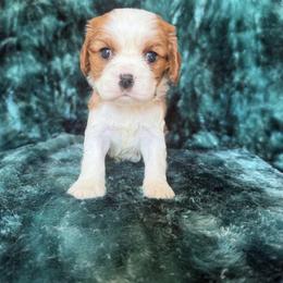 Precious - Blenheim female Cavalier King Charles Spaniel puppy in Knoxville, Tennessee from Rocky Top Cavapoos