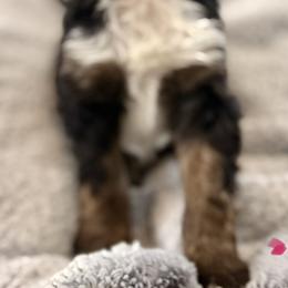 Pink collar girl - Tri-color female Bernedoodle puppy in Lake, Michigan from 3 King Doodles & Poodles