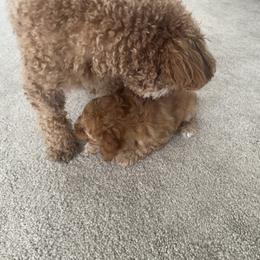 Poodle Puppies from ItalianToyPoodles