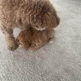 Poodle Puppies from ItalianToyPoodles