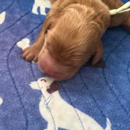 Light green Woodstock - Apricot male Goldendoodle puppy in Fontana, California from Grammy's Puppy Love doodles and poodles