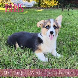 Paris - Black and tan female Pembroke Welsh Corgi puppy in Pine Village, Indiana from NL Horsemanship