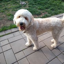 Nutmeg - Goldendoodle