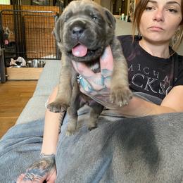 Boy 2 - Gray and fawn male Cane Corso puppy in Olympia, Washington from Grayling Dawn Cane Corso