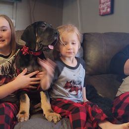 Great Dane Puppies from Northwood Euro Danes