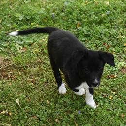 Border Collie Puppies from Porter’s Borders