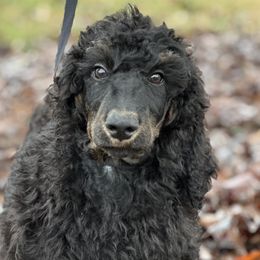 Einstein - Phantom Poodle puppy in North Carolina from The Silver Collar