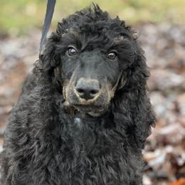 Einstein - Phantom Poodle puppy in North Carolina from The Silver Collar