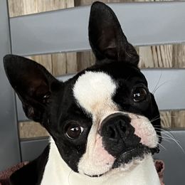 Tux - Boston Terrier