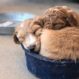 Goldendoodle Puppies from My Doodle Caboodles