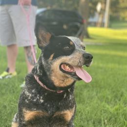 Bindi - Australian Cattle Dog